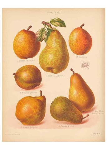 Reproducción/Reproduction 41584629594: The Herefordshire pomona, containing coloured figures and descriptions of the most esteemed kinds of apples and pears.. Hereford, [Eng.]Jakeman and Carver,1876-85.. 