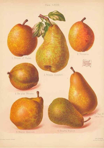Reproducción/Reproduction 41584629594: The Herefordshire pomona, containing coloured figures and descriptions of the most esteemed kinds of apples and pears.. Hereford, [Eng.]Jakeman and Carver,1876-85.. 
