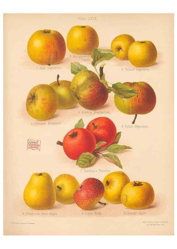 Reproducción/Reproduction 40500045790: The Herefordshire pomona, containing coloured figures and descriptions of the most esteemed kinds of apples and pears.. Hereford, [Eng.]Jakeman and Carver,1876-85.. 