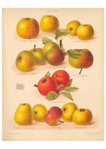 Reproducción/Reproduction 40500045790: The Herefordshire pomona, containing coloured figures and descriptions of the most esteemed kinds of apples and pears.. Hereford, [Eng.]Jakeman and Carver,1876-85.. 