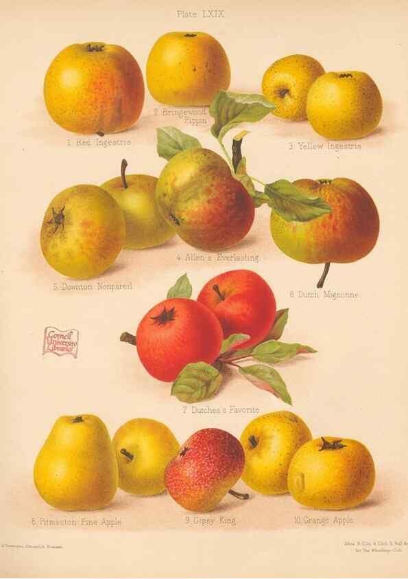 Reproducción/Reproduction 40500045790: The Herefordshire pomona, containing coloured figures and descriptions of the most esteemed kinds of apples and pears.. Hereford, [Eng.]Jakeman and Carver,1876-85.. 