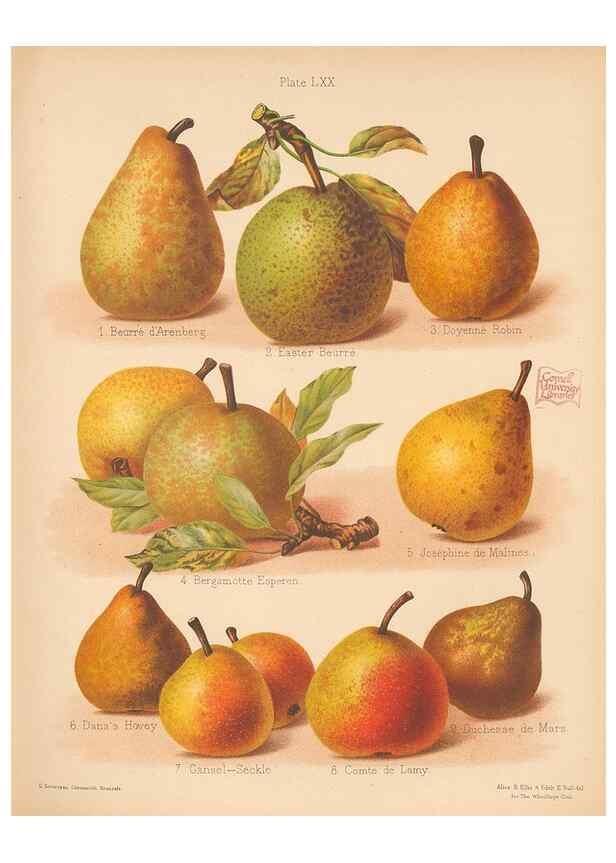 Reproducción/Reproduction 40500048340: The Herefordshire pomona, containing coloured figures and descriptions of the most esteemed kinds of apples and pears.. Hereford, [Eng.]Jakeman and Carver,1876-85.. 