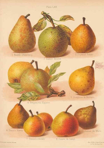 Reproducción/Reproduction 40500048340: The Herefordshire pomona, containing coloured figures and descriptions of the most esteemed kinds of apples and pears.. Hereford, [Eng.]Jakeman and Carver,1876-85.. 
