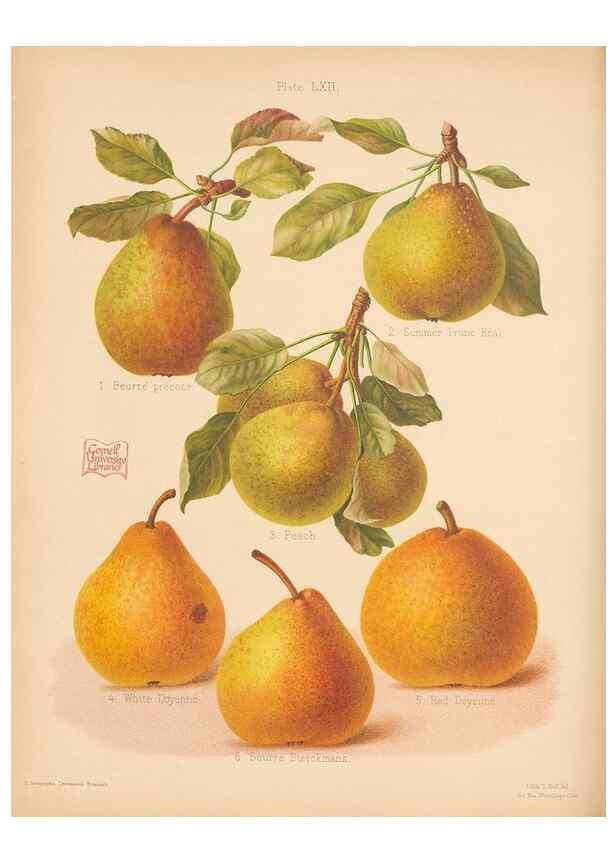 Reproducción/Reproduction 28433524808: The Herefordshire pomona, containing coloured figures and descriptions of the most esteemed kinds of apples and pears.. Hereford, [Eng.]Jakeman and Carver,1876-85.. 