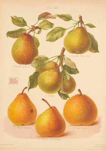 Reproducción/Reproduction 28433524808: The Herefordshire pomona, containing coloured figures and descriptions of the most esteemed kinds of apples and pears.. Hereford, [Eng.]Jakeman and Carver,1876-85.. 