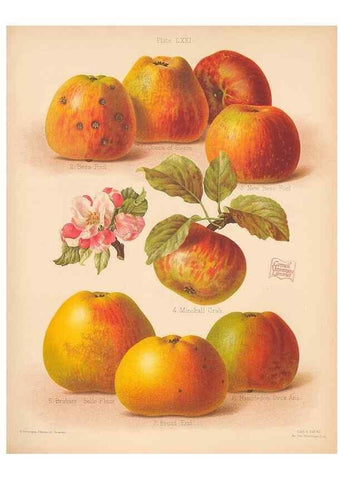 Reproducción/Reproduction 27437658137: The Herefordshire pomona, containing coloured figures and descriptions of the most esteemed kinds of apples and pears.. Hereford, [Eng.]Jakeman and Carver,1876-85.. 