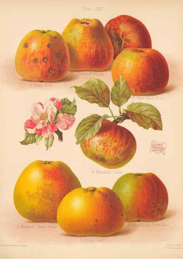 Reproducción/Reproduction 27437658137: The Herefordshire pomona, containing coloured figures and descriptions of the most esteemed kinds of apples and pears.. Hereford, [Eng.]Jakeman and Carver,1876-85.. 