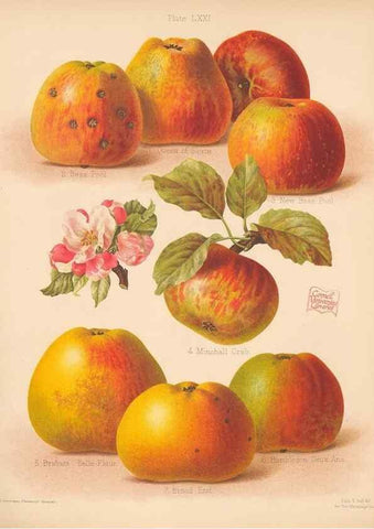 Reproducción/Reproduction 27437658137: The Herefordshire pomona, containing coloured figures and descriptions of the most esteemed kinds of apples and pears.. Hereford, [Eng.]Jakeman and Carver,1876-85.. 