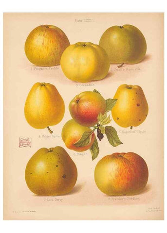 Reproducción/Reproduction 42259497142: The Herefordshire pomona, containing coloured figures and descriptions of the most esteemed kinds of apples and pears.. Hereford, [Eng.]Jakeman and Carver,1876-85.. 