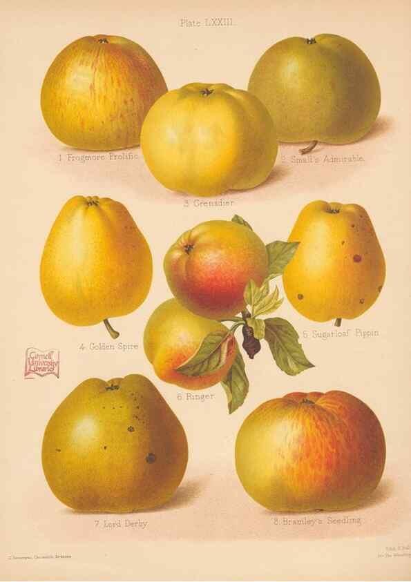 Reproducción/Reproduction 42259497142: The Herefordshire pomona, containing coloured figures and descriptions of the most esteemed kinds of apples and pears.. Hereford, [Eng.]Jakeman and Carver,1876-85.. 