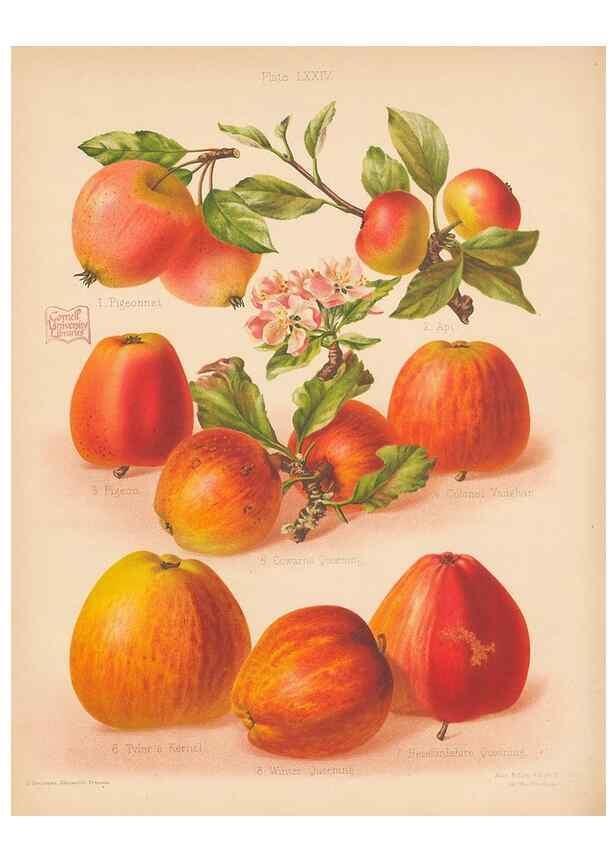 Reproducción/Reproduction 28433557438: The Herefordshire pomona, containing coloured figures and descriptions of the most esteemed kinds of apples and pears.. Hereford, [Eng.]Jakeman and Carver,1876-85.. 