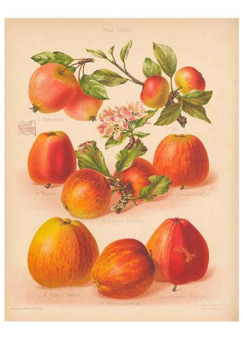 Reproducción/Reproduction 28433557438: The Herefordshire pomona, containing coloured figures and descriptions of the most esteemed kinds of apples and pears.. Hereford, [Eng.]Jakeman and Carver,1876-85.. 