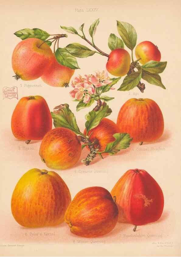 Reproducción/Reproduction 28433557438: The Herefordshire pomona, containing coloured figures and descriptions of the most esteemed kinds of apples and pears.. Hereford, [Eng.]Jakeman and Carver,1876-85.. 