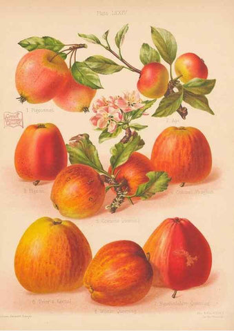 Reproducción/Reproduction 28433557438: The Herefordshire pomona, containing coloured figures and descriptions of the most esteemed kinds of apples and pears.. Hereford, [Eng.]Jakeman and Carver,1876-85.. 