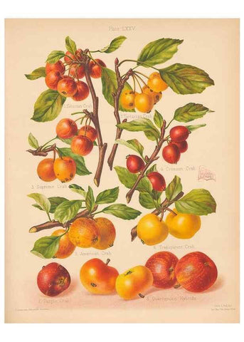 Reproducción/Reproduction 41584647614: The Herefordshire pomona, containing coloured figures and descriptions of the most esteemed kinds of apples and pears.. Hereford, [Eng.]Jakeman and Carver,1876-85.. 