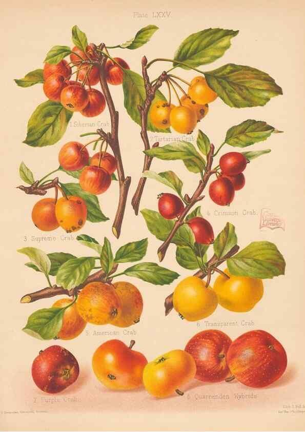 Reproducción/Reproduction 41584647614: The Herefordshire pomona, containing coloured figures and descriptions of the most esteemed kinds of apples and pears.. Hereford, [Eng.]Jakeman and Carver,1876-85.. 