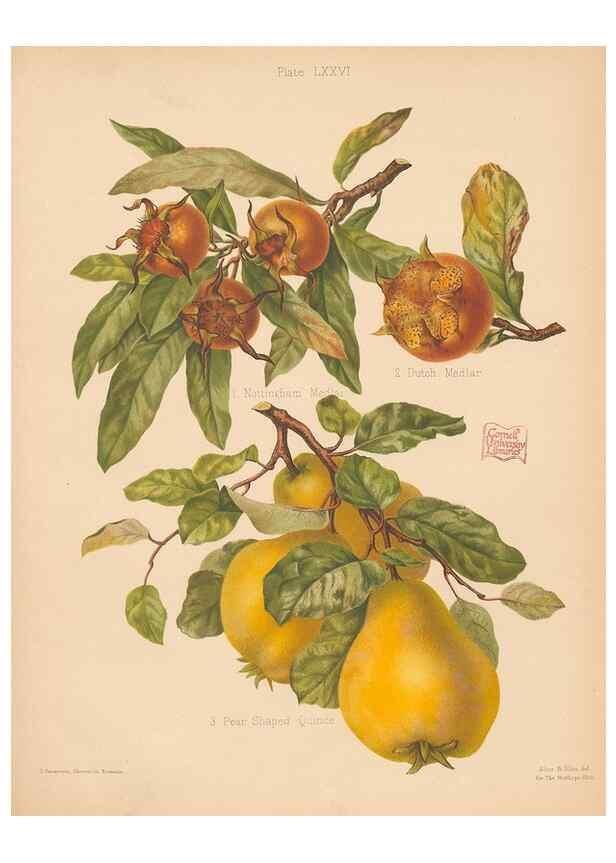 Reproducción/Reproduction 27437670437: The Herefordshire pomona, containing coloured figures and descriptions of the most esteemed kinds of apples and pears.. Hereford, [Eng.]Jakeman and Carver,1876-85.. 
