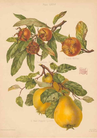 Reproducción/Reproduction 27437670437: The Herefordshire pomona, containing coloured figures and descriptions of the most esteemed kinds of apples and pears.. Hereford, [Eng.]Jakeman and Carver,1876-85.. 