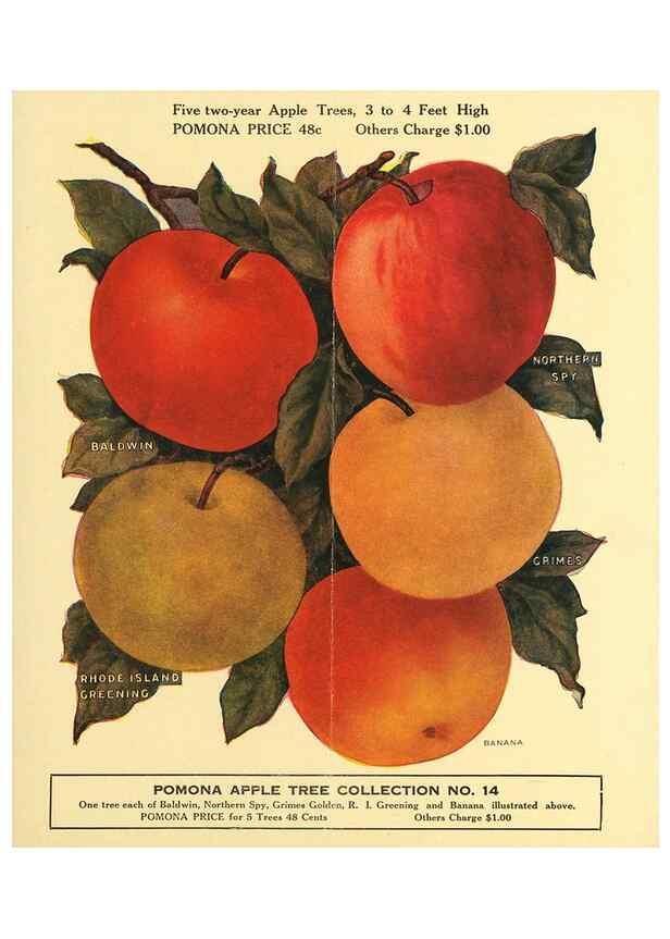 Reproducción/Reproduction 41405498125: [Pomona Nurseries materials]. Dansville, N.Y. :Pomona Nurseries,1917-1922.. 