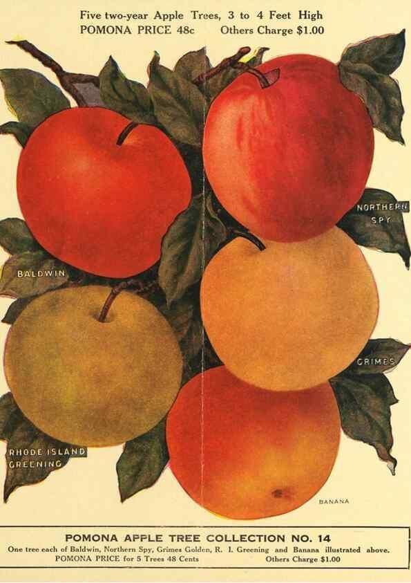 Reproducción/Reproduction 41405498125: [Pomona Nurseries materials]. Dansville, N.Y. :Pomona Nurseries,1917-1922.. 