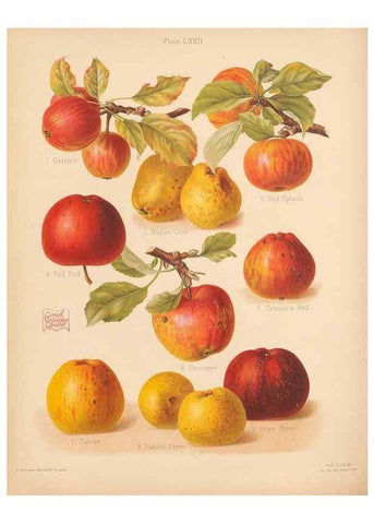 Reproducción/Reproduction 27437660867: The Herefordshire pomona, containing coloured figures and descriptions of the most esteemed kinds of apples and pears.. Hereford, [Eng.]Jakeman and Carver,1876-85.. 
