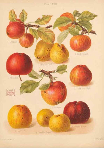 Reproducción/Reproduction 27437660867: The Herefordshire pomona, containing coloured figures and descriptions of the most esteemed kinds of apples and pears.. Hereford, [Eng.]Jakeman and Carver,1876-85.. 