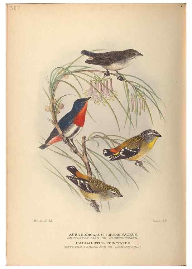 Reproducción/Reproduction 27529195287: The birds of Australia /. London :Witherby,1910-1927.. 