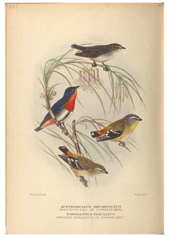 Reproducción/Reproduction 27529195287: The birds of Australia /. London :Witherby,1910-1927.. 