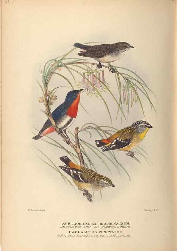 Reproducción/Reproduction 27529195287: The birds of Australia /. London :Witherby,1910-1927.. 