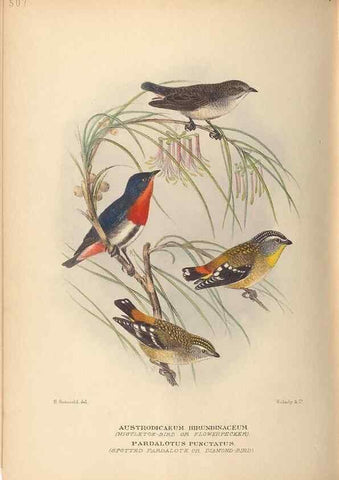 Reproducción/Reproduction 27529195287: The birds of Australia /. London :Witherby,1910-1927.. 