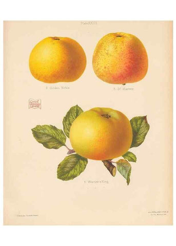Reproducción/Reproduction 27415749587: The Herefordshire pomona, containing coloured figures and descriptions of the most esteemed kinds of apples and pears.. Hereford, [Eng.]Jakeman and Carver,1876-85.. 
