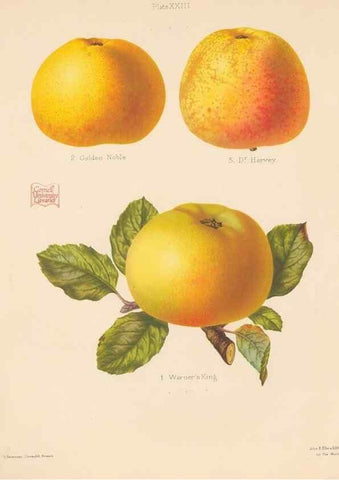 Reproducción/Reproduction 27415749587: The Herefordshire pomona, containing coloured figures and descriptions of the most esteemed kinds of apples and pears.. Hereford, [Eng.]Jakeman and Carver,1876-85.. 