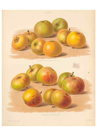 Reproducción/Reproduction 27415742877: The Herefordshire pomona, containing coloured figures and descriptions of the most esteemed kinds of apples and pears.. Hereford, [Eng.]Jakeman and Carver,1876-85.. 