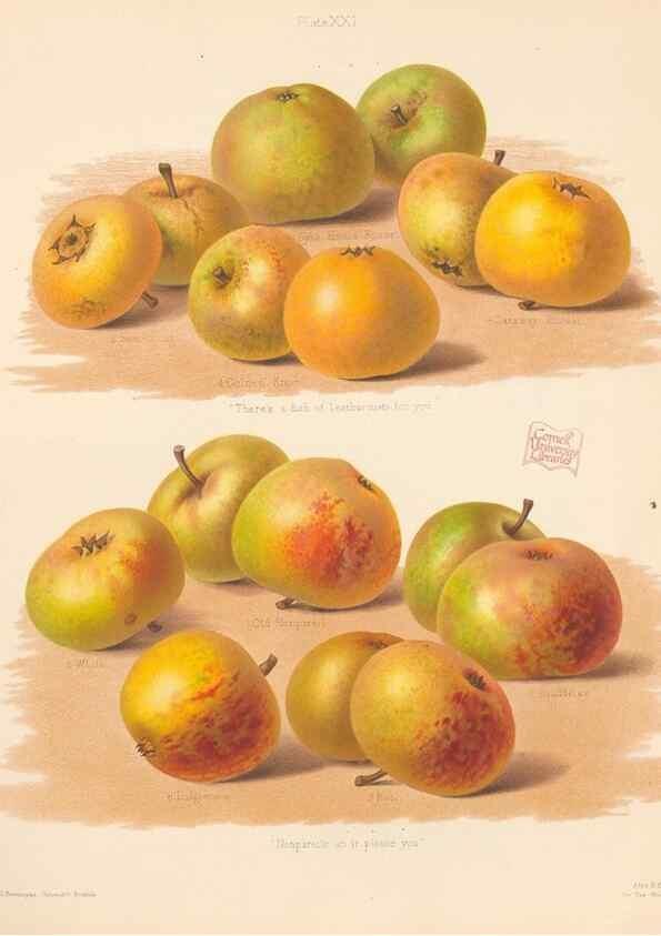 Reproducción/Reproduction 27415742877: The Herefordshire pomona, containing coloured figures and descriptions of the most esteemed kinds of apples and pears.. Hereford, [Eng.]Jakeman and Carver,1876-85.. 