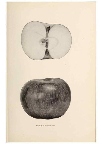 Reproducción/Reproduction 27410701717: The apples of New York /. Albany :J.B. Lyon,1905.. 