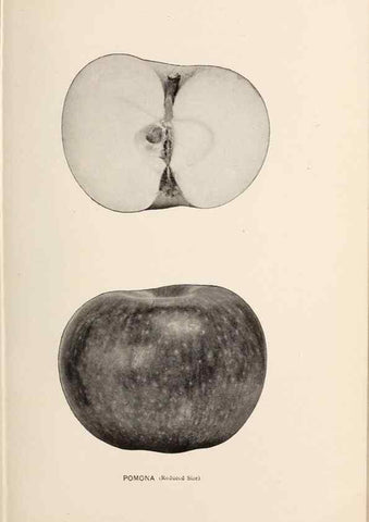 Reproducción/Reproduction 27410701717: The apples of New York /. Albany :J.B. Lyon,1905.. 