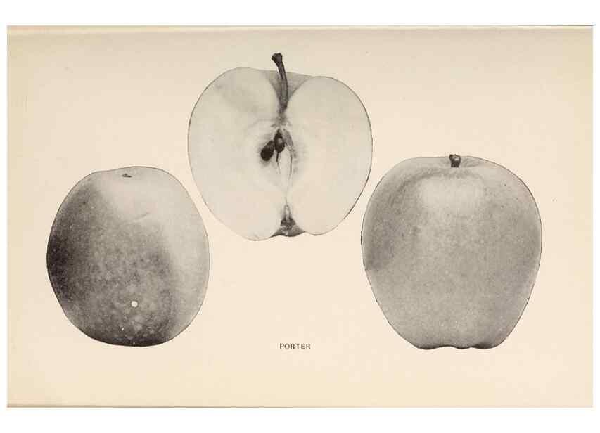 Reproducción/Reproduction 42281212081: The apples of New York /. Albany :J.B. Lyon,1905.. 