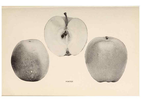 Reproducción/Reproduction 42281212081: The apples of New York /. Albany :J.B. Lyon,1905.. 