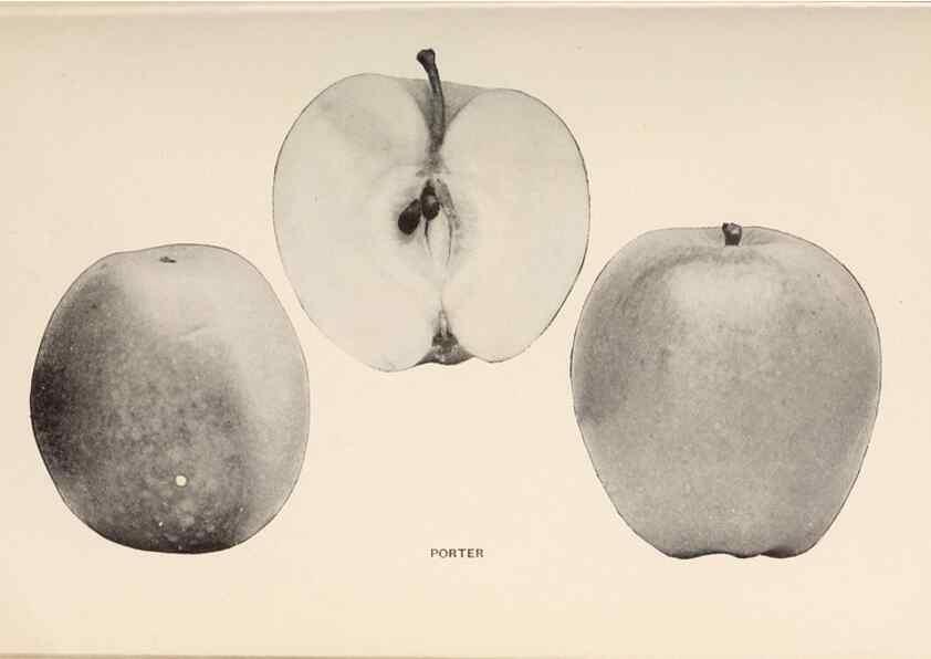 Reproducción/Reproduction 42281212081: The apples of New York /. Albany :J.B. Lyon,1905.. 