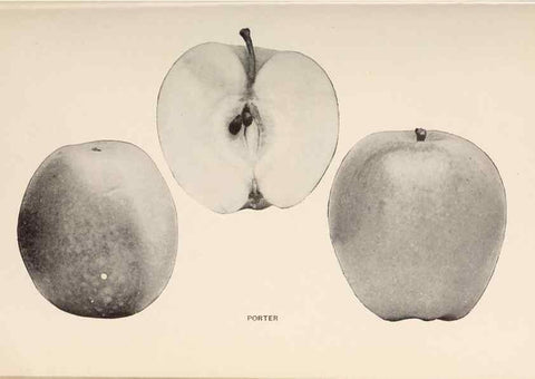 Reproducción/Reproduction 42281212081: The apples of New York /. Albany :J.B. Lyon,1905.. 