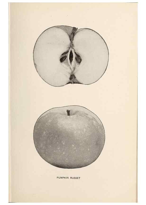 Reproducción/Reproduction 41379333195: The apples of New York /. Albany :J.B. Lyon,1905.. 