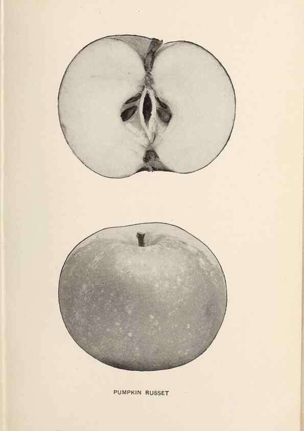 Reproducción/Reproduction 41379333195: The apples of New York /. Albany :J.B. Lyon,1905.. 