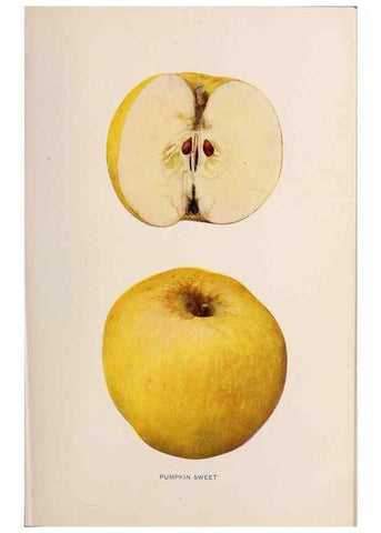 Reproducción/Reproduction 42281218511: The apples of New York /. Albany :J.B. Lyon,1905.. 