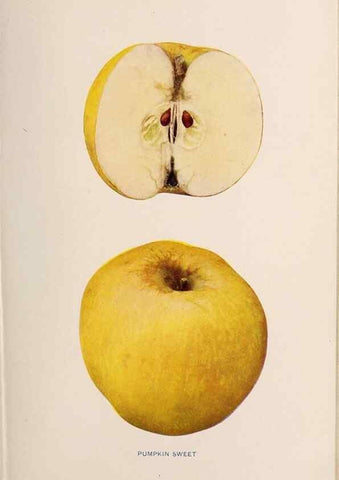 Reproducción/Reproduction 42281218511: The apples of New York /. Albany :J.B. Lyon,1905.. 