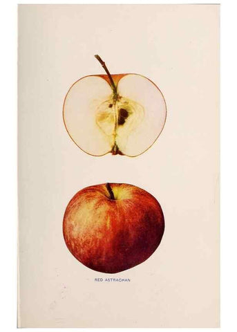 Reproducción/Reproduction 42234569812: The apples of New York /. Albany :J.B. Lyon,1905.. 