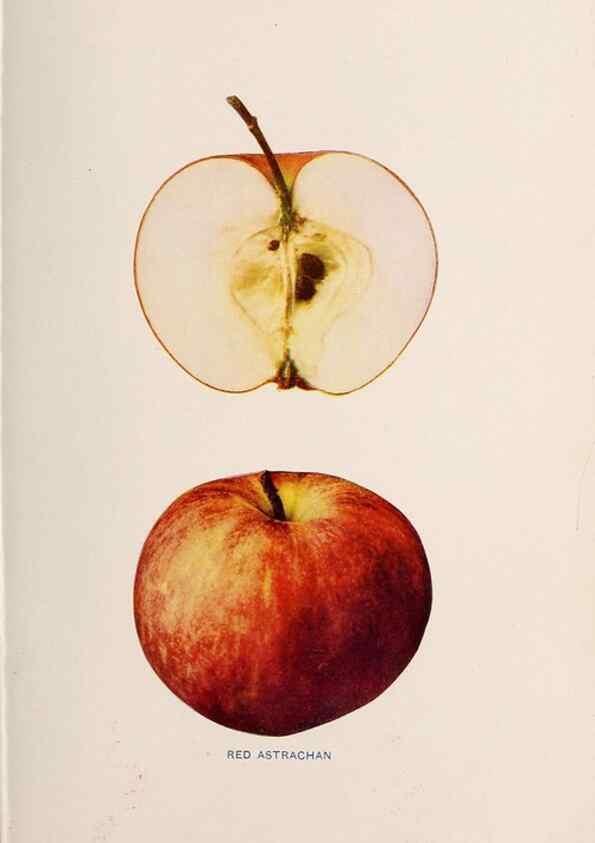 Reproducción/Reproduction 42234569812: The apples of New York /. Albany :J.B. Lyon,1905.. 