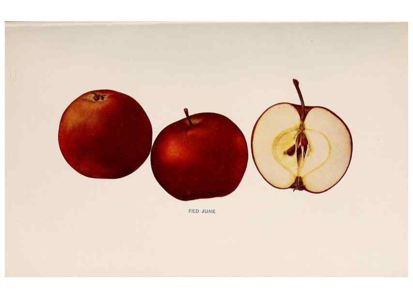 Reproducción/Reproduction 42281223411: The apples of New York /. Albany :J.B. Lyon,1905.. 