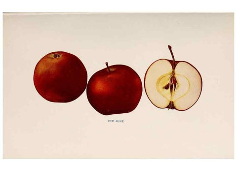 Reproducción/Reproduction 42281223411: The apples of New York /. Albany :J.B. Lyon,1905.. 