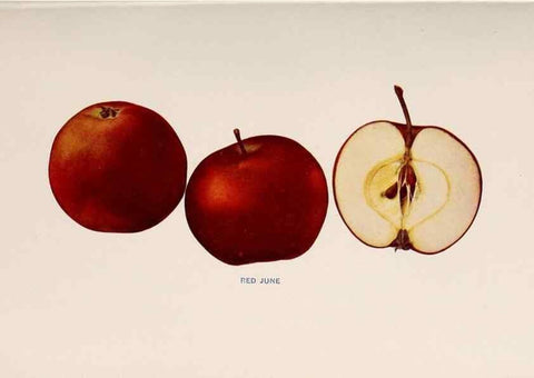 Reproducción/Reproduction 42281223411: The apples of New York /. Albany :J.B. Lyon,1905.. 
