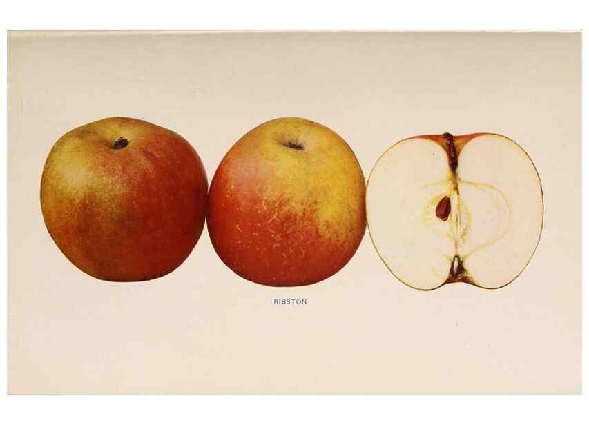 Reproducción/Reproduction 42234574222: The apples of New York /. Albany :J.B. Lyon,1905.. 